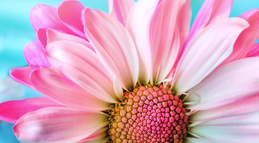 Fleur, messagère de Beauté